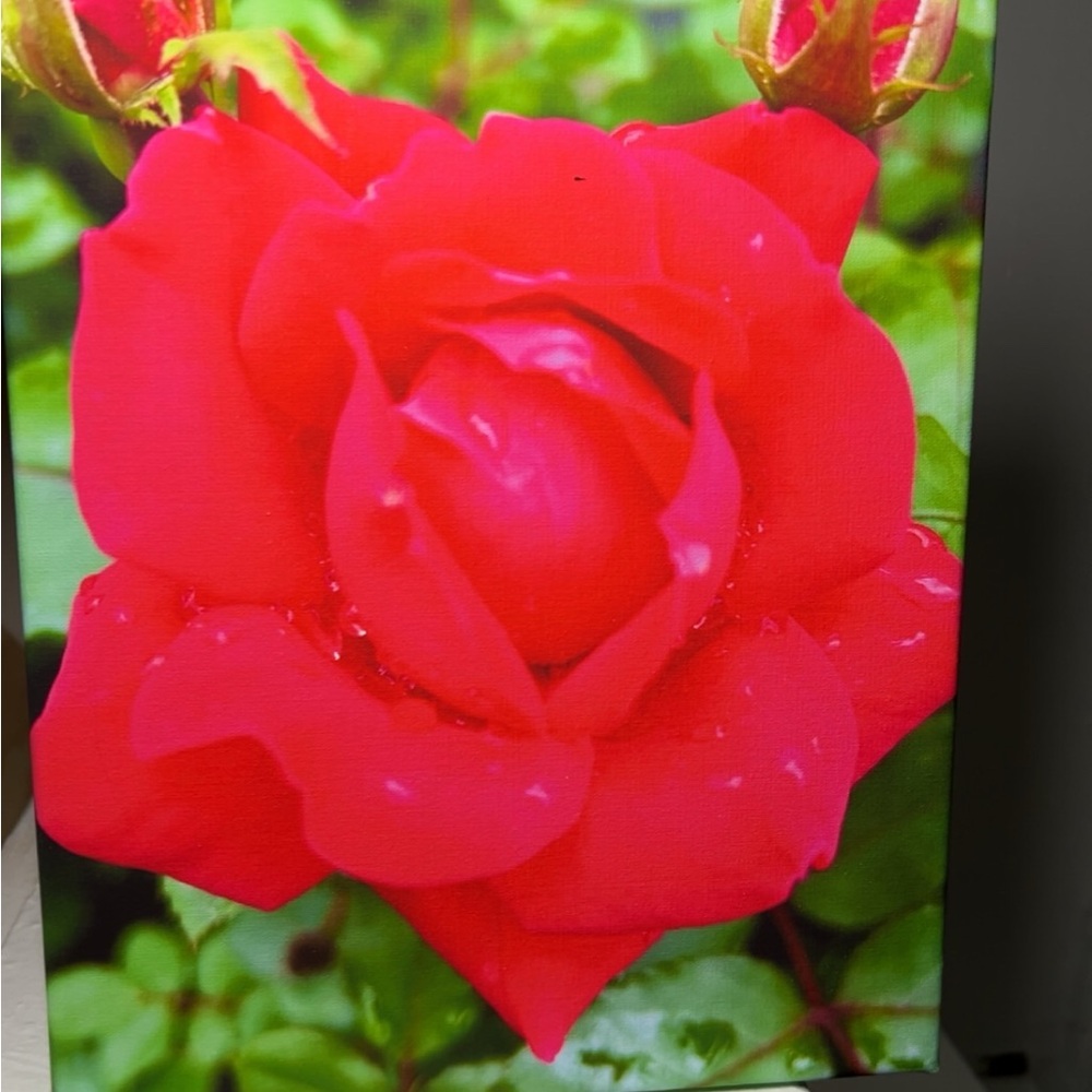 Bold Red Rose Canvas Art Print- ORIGINAL PHOTOGRAPHY